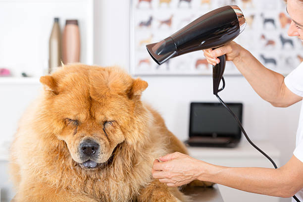 dog grooming