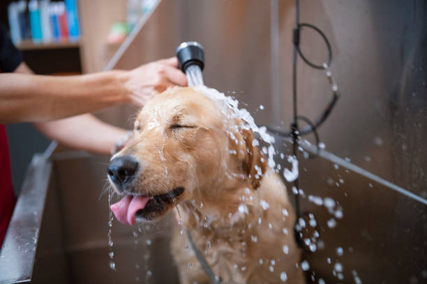 dog grooming