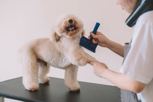 dog grooming