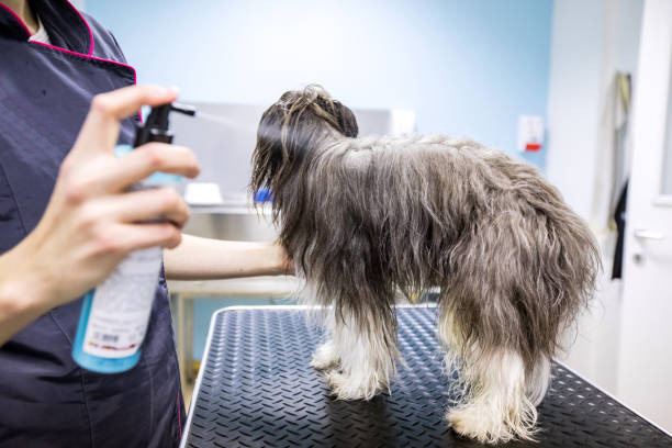dog grooming