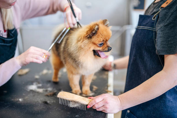 dog grooming