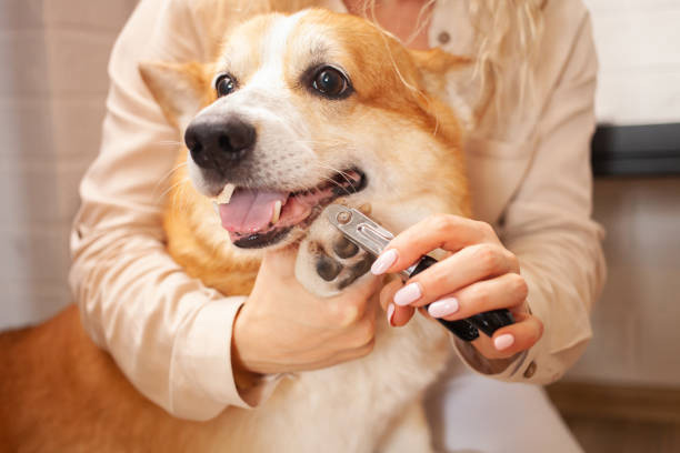 dog grooming