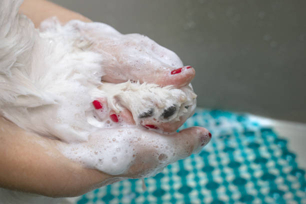 dog grooming