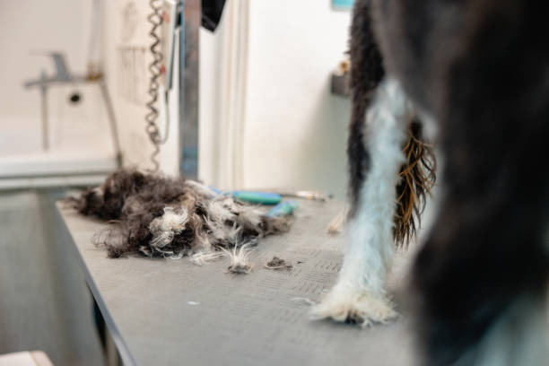 dog grooming