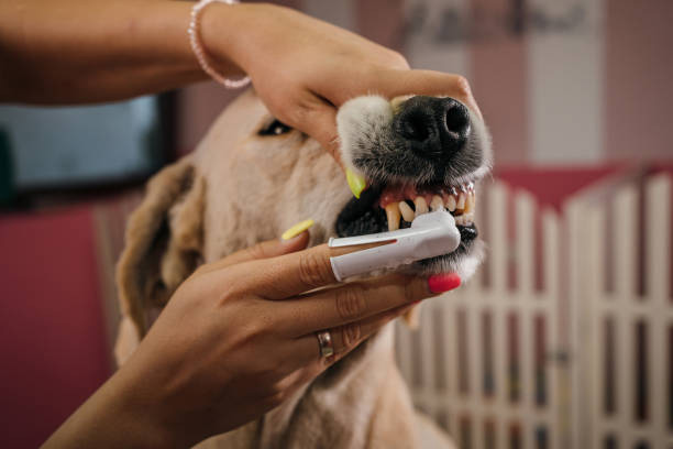 dog grooming