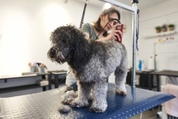 dog grooming